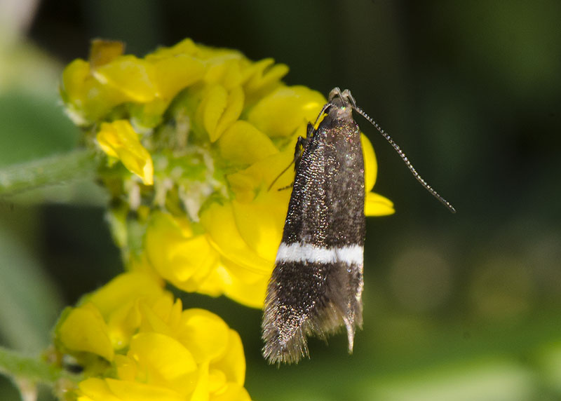 Gelechiidae - Syncopacma sp.